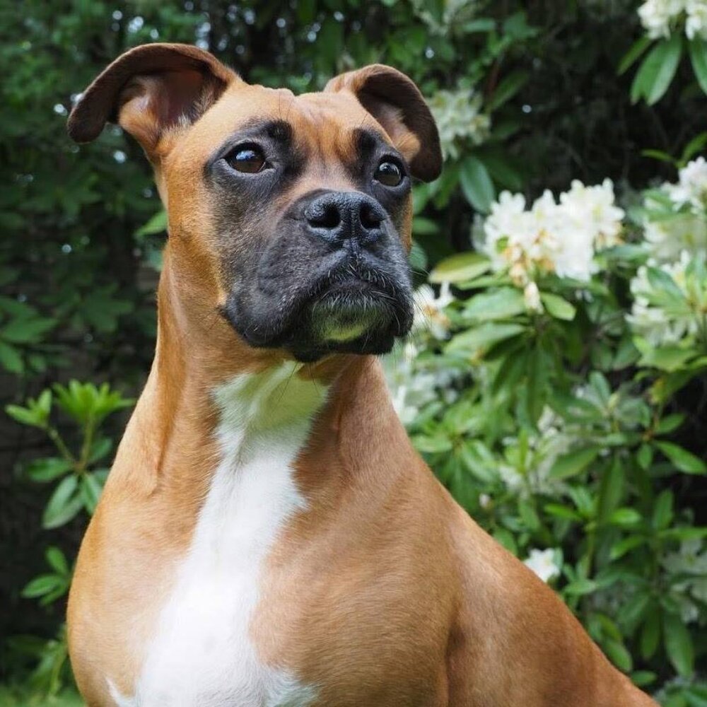 Meet your Posher, Whimsy.